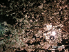 s_PICT0004_thumb.png